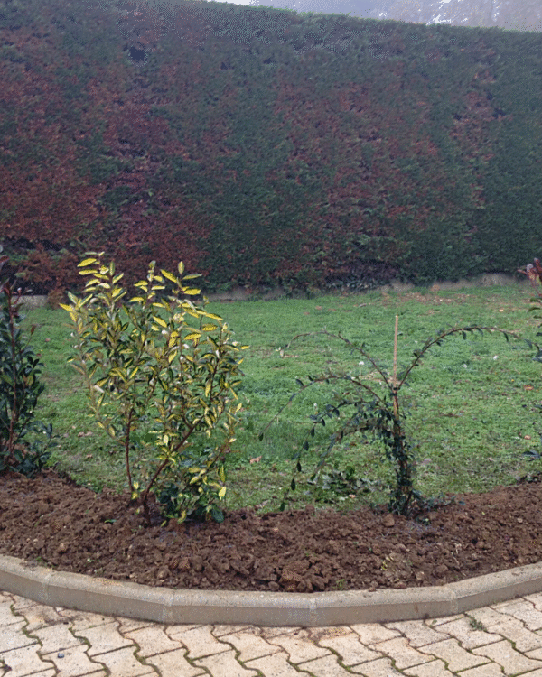 PAJ - Création Plantation d'arbuste