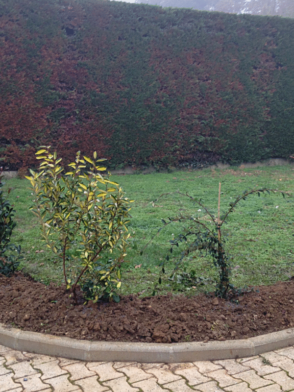 PAJ - Création Plantation d'arbuste