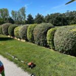 Passion arbre jardin taille de haie