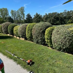 Passion arbre jardin taille de haie