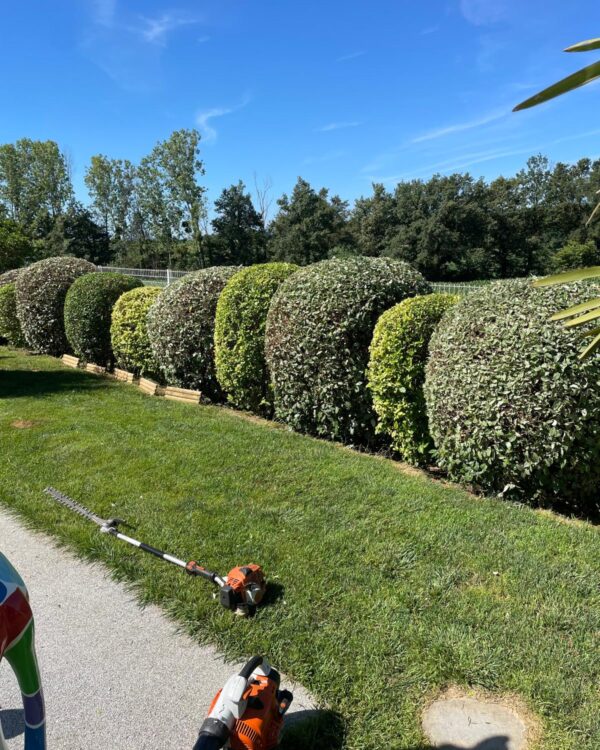 Passion arbre jardin taille de haie