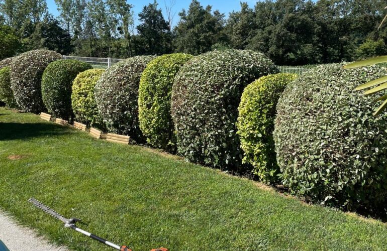 Passion arbre jardin taille de haie