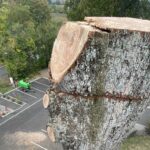 abattage-arbre