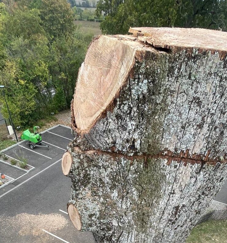 abattage-arbre