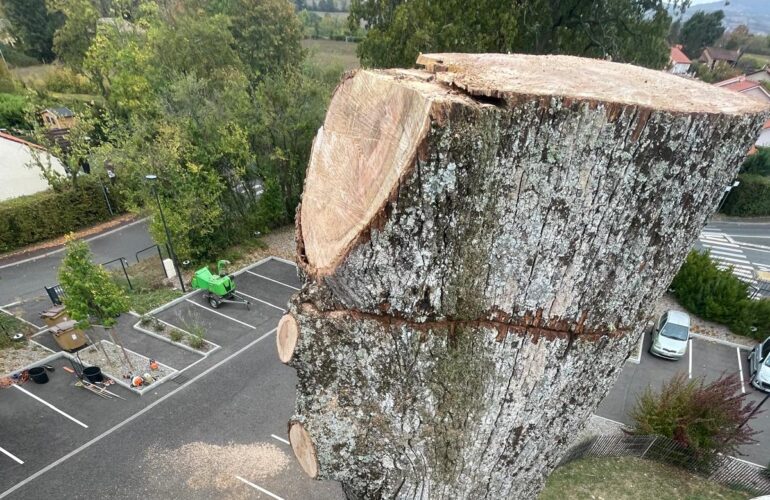 abattage-arbre
