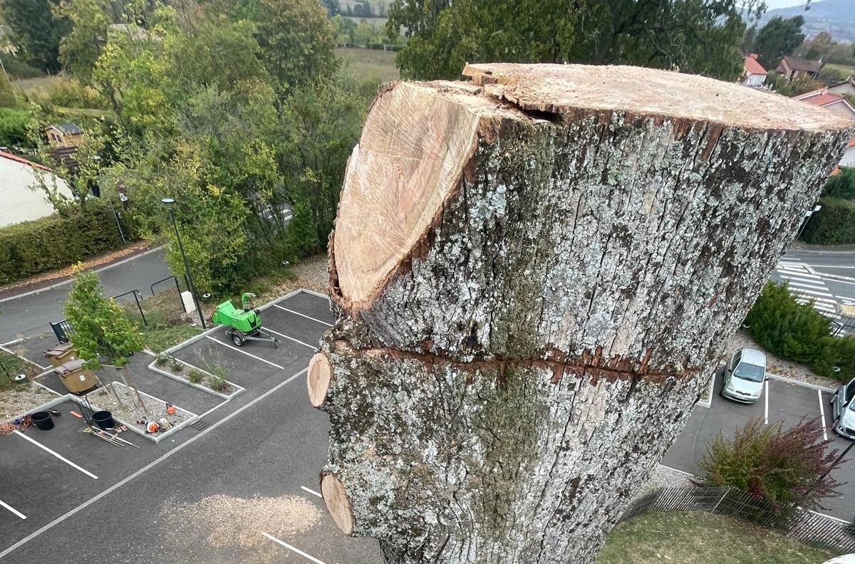 abattage-arbre