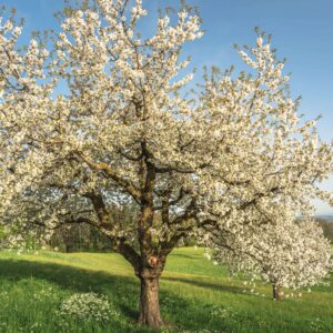 Plantation arbre fruitier Belleville sur saone