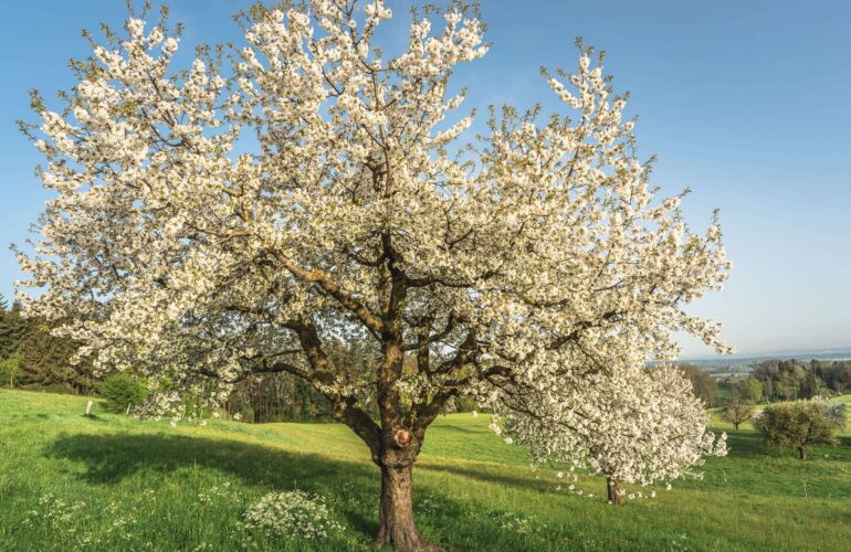Plantation arbre fruitier Belleville sur saone