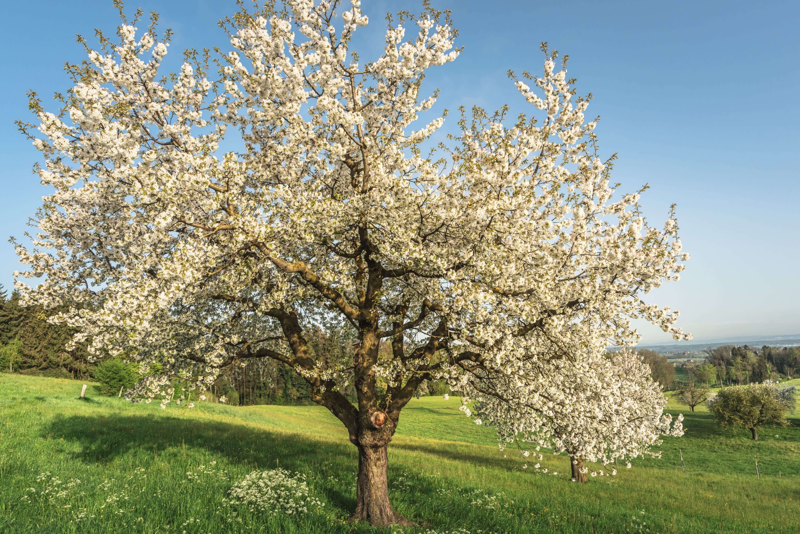 Plantation arbre fruitier Belleville sur saone