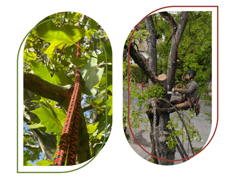 contact élagueur professionnel Passion Arbre Jardin