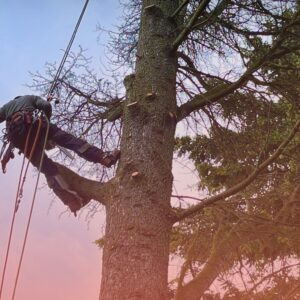 Élagage d’un arbre en hauteur par un professionnel, intervention sécurisée après risque identifié en Rhône-Alpes