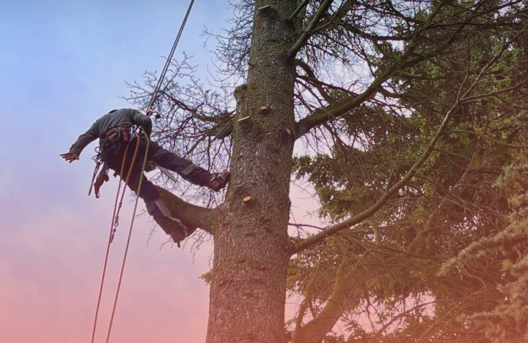Élagage d’un arbre en hauteur par un professionnel, intervention sécurisée après risque identifié en Rhône-Alpes