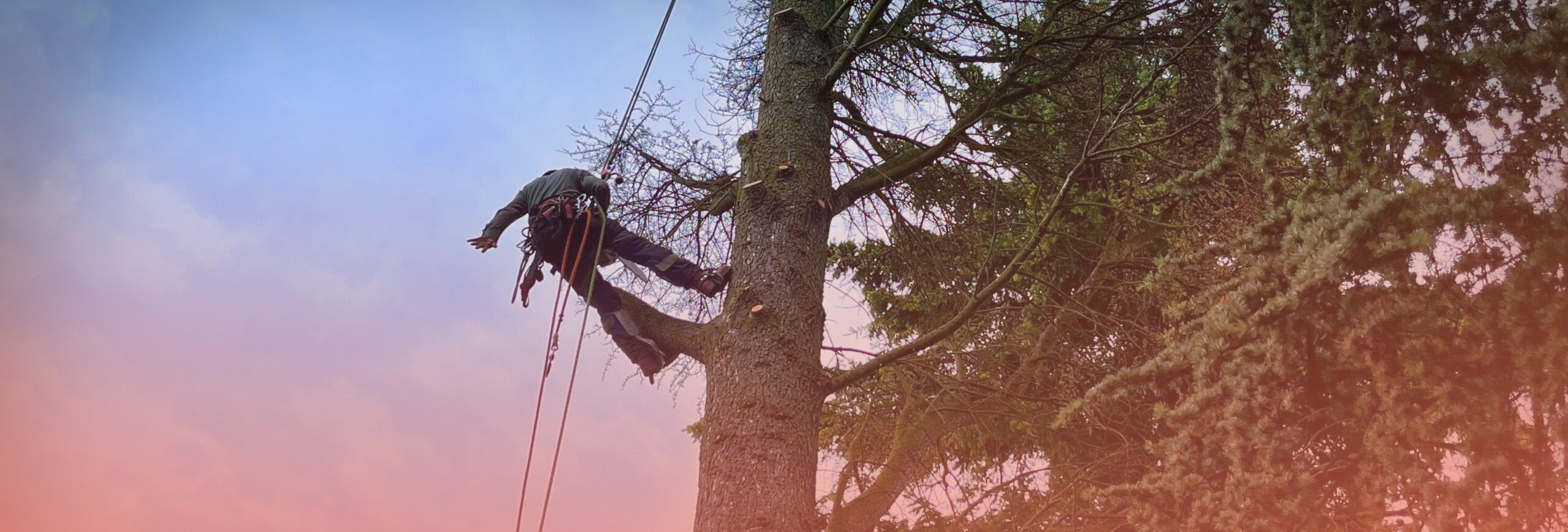 Élagage d’un arbre en hauteur par un professionnel, intervention sécurisée après risque identifié en Rhône-Alpes