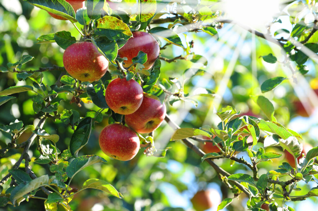 plantation arbre fruitier - Belleville sur saone (2)