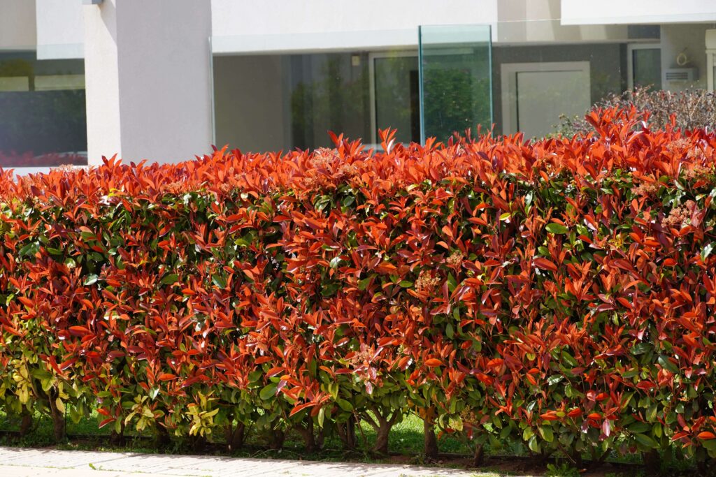 taille haie automne, Belleville sur saone